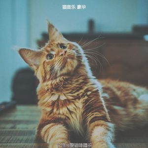 精彩可爱猫咪环境