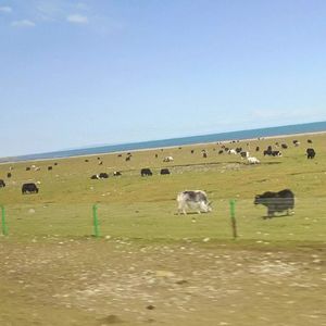 敕勒歌（谭维维版）