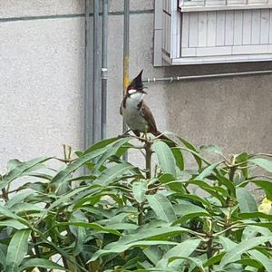 飞鸟
