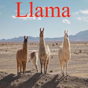 Llama