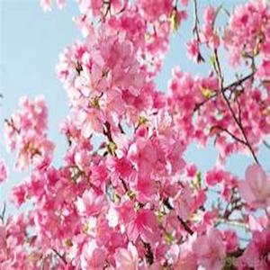 Blossoms
