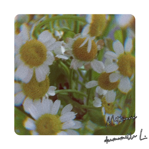 洋甘菊