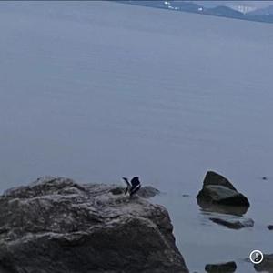 心碎白鸽（ Prod by August Wu）