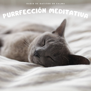 Relajación Con Tu Minino