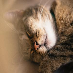 亲亲我，我的小猫咪