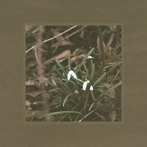 Snowdrop