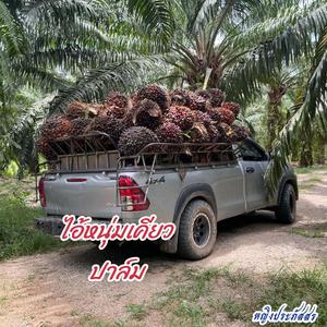 ไอ้หนุ่มมือเคียว