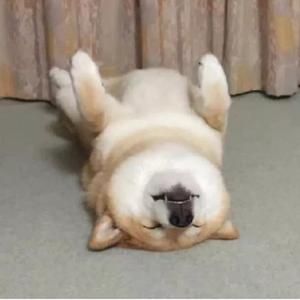 白羊（温柔女声）