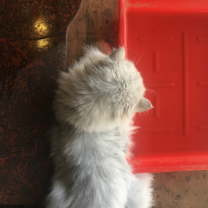 伏羲素琴——鹿鸣操