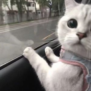 还是会寂寞-DJ版