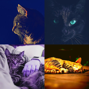 柔和的可爱的猫时刻