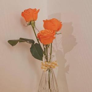 旧灯错（翻自 阿YueYue）