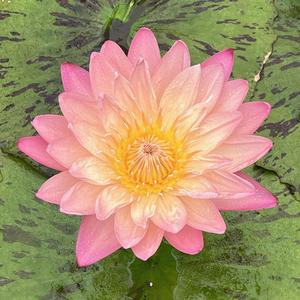 The Thousand Names of Shri Kamala: Mantras to Attract Abundance