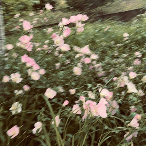 mw3