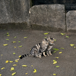 僕なりの照れ隠しなんだよ