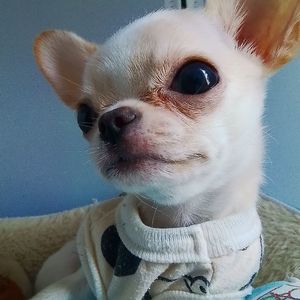 망고 망고 망고 by hiphopcaptain