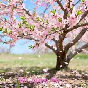染春 (Spring Has Begun) (Cover 回春丹乐队)
