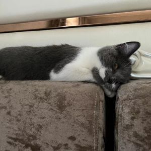 狗狗是只猫