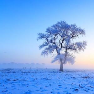 六月大雪纷飞 (6)