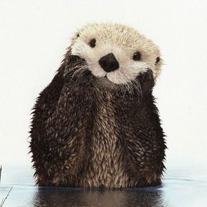 マイタイトル