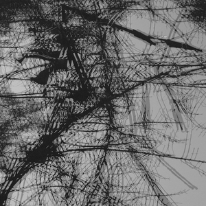 Non-Local Hidden Variable (Tineidae Remix)