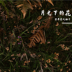 月光下的花-整曲