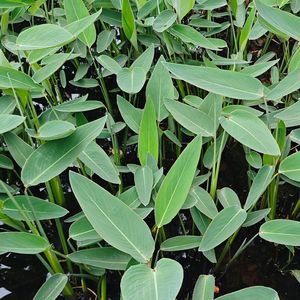 干了生活这碗夹生饭