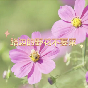 路边的野花不要采（纯音乐）