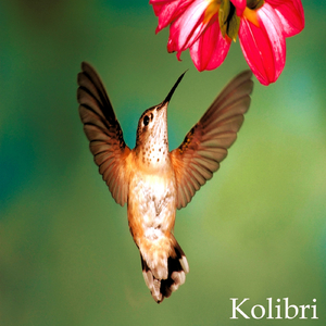 Kolibri (Original Mix)