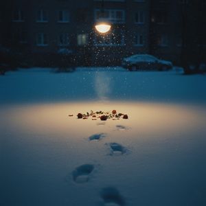 Розы на морозе