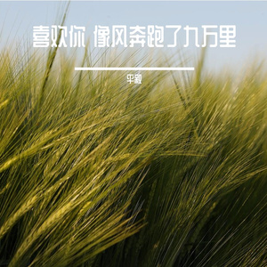 喜欢你 像风奔跑了九万里