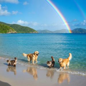 Sunshine and Rainbows