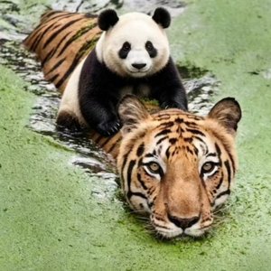 金色孟加拉|সোনার বাংলা