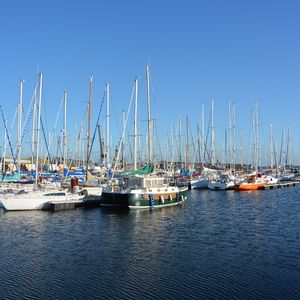 我会等枯树生出芽开出新的花