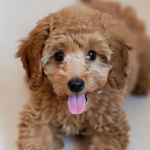 사랑해, 미안해 (愛してる, ごめんね / Love you, Sorry) by daon