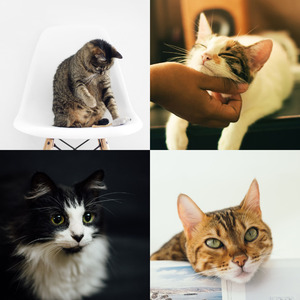 温和训练猫梦想