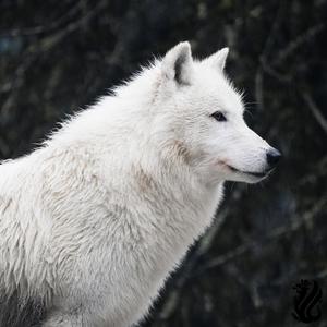 Не Сожалею