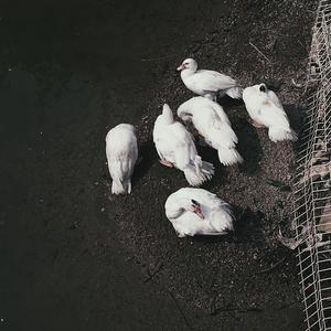 Meru（cover 初音ミク）