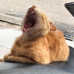 高级爱情故事(原唱:Ty./邓典果)