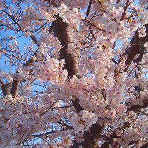 重新出发的勇气（八音盒）