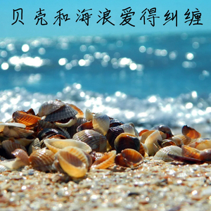 贝壳和海浪爱得纠缠