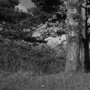 Feedback to rain pulse