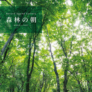 Birdsong Echoing Through the Early Morning Forest - Mt. Ichifusa, Kumamoto