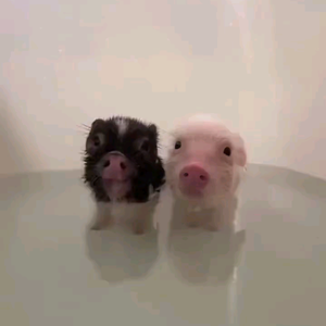 只对空气说晚安