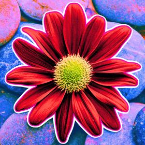 Stone Flower / Patthar Se Phool (feat. Valorine Melani)