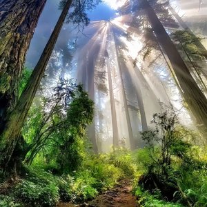 逆向雪花难同枝