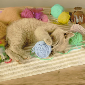 猫の手も借りたいにゃあ