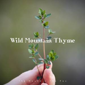 Wild Mountain Thyme