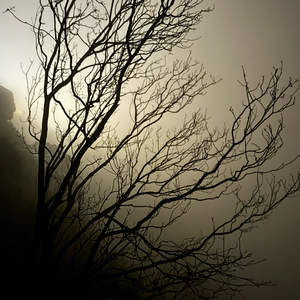 那年蝉声没听清的永恒