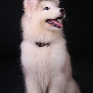 追光者（Cover 汪苏泷）